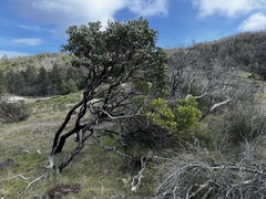 Arctostaphylos stanfordiana, photograph (c) wonton_soup, some rights reserved (CC BY)