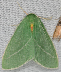 Chlorosea banksaria