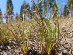 Carex rossii