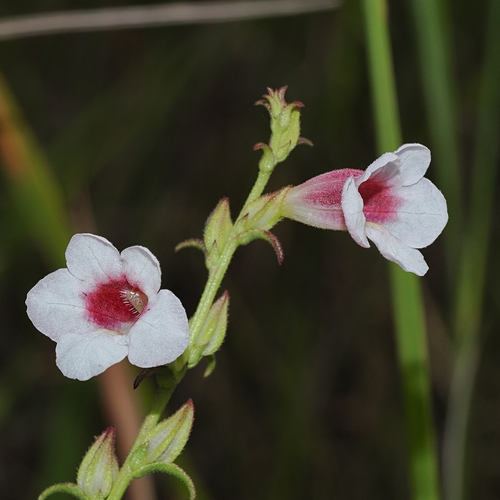 Centranthera hispida (Centranthera hispida)