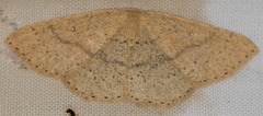 Cyclophora dataria