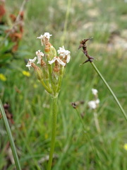 Primula farinosa