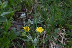 Potentilla breweri