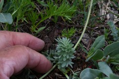 Potentilla breweri