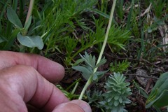 Potentilla breweri
