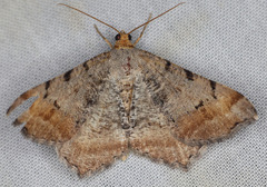 Macaria adonis