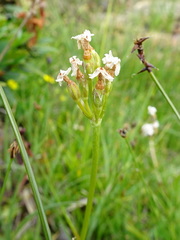 Primula farinosa