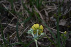 Potentilla breweri