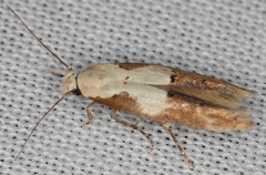 Mompha circumscriptella