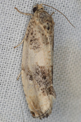 Pseudosciaphila duplex