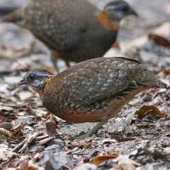 Tropicoperdix chloropus