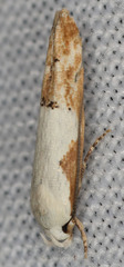 Mompha circumscriptella