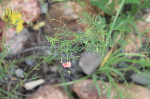 Image of Indigofera filipes by no rights reserved