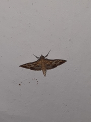 Sameodes cancellalis