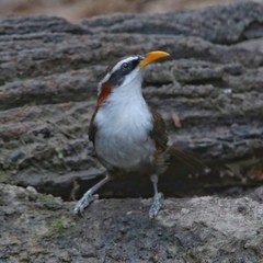 Pomatorhinus schisticeps