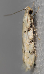 Coleotechnites coniferella