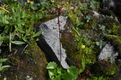 Micranthes odontoloma