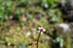 Micranthes odontoloma