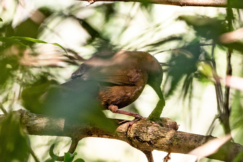 Orange-breasted Laughingthrush
