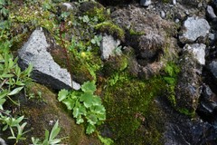 Micranthes odontoloma