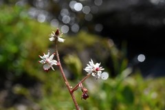 Micranthes odontoloma