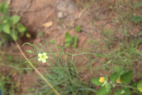 Image of Doll's Hibiscus by no rights reserved