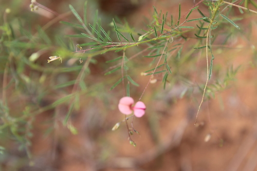 Image of Indigofera filipes by no rights reserved