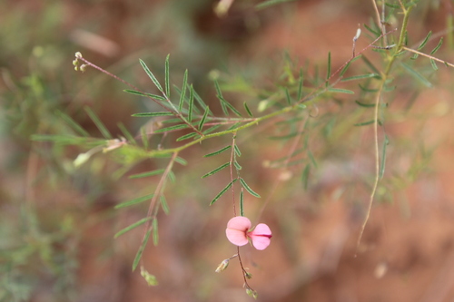 Finefoot Indigo (Indigofera filipes)