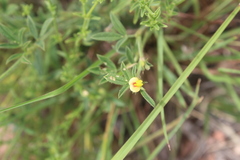 Shrubby Peanut (Arachis fruticosa)