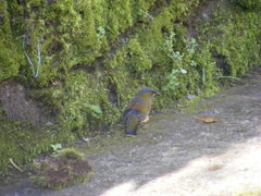 Liocichla steerii