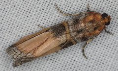 Dasypyga alternosquamella