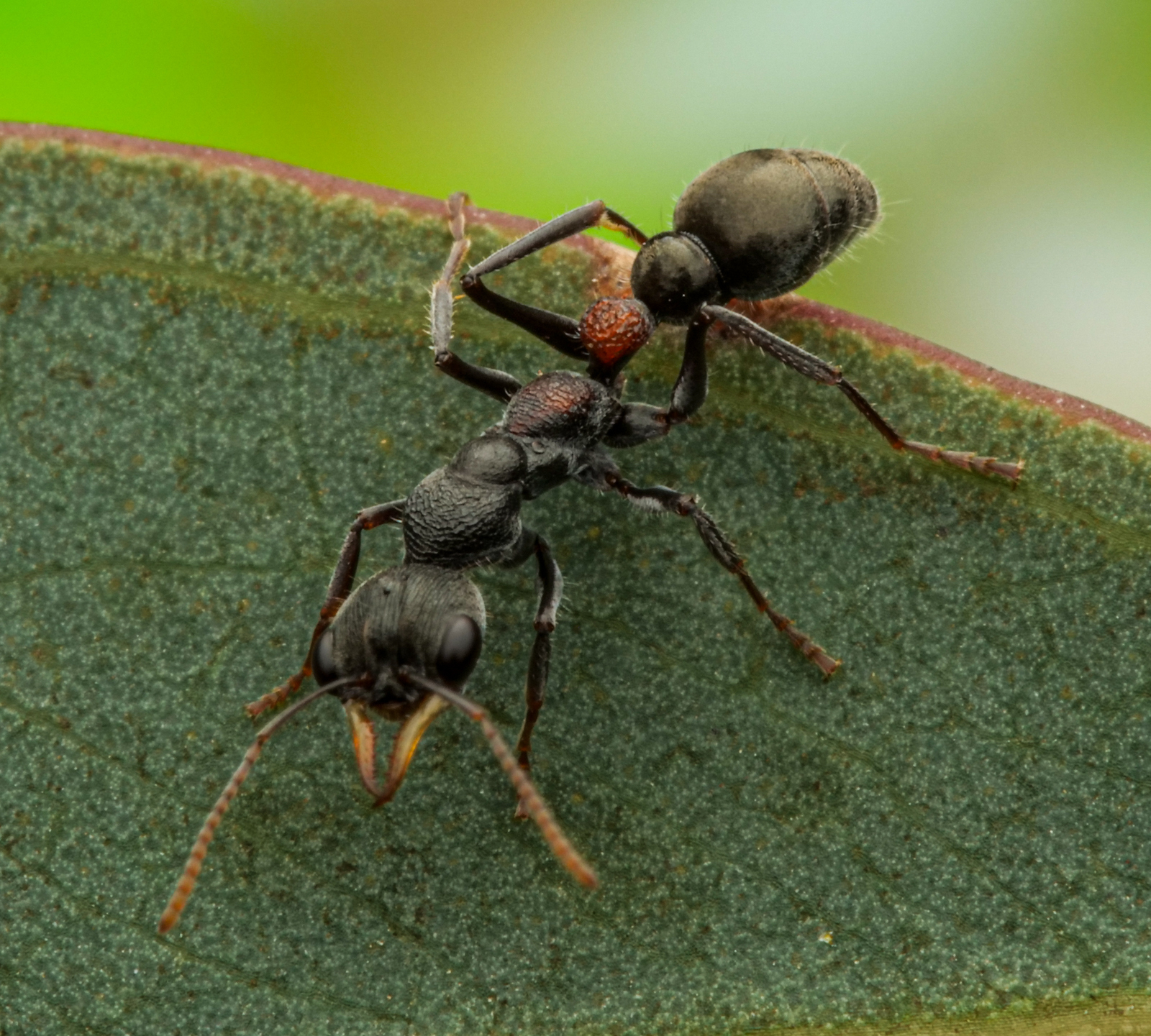 Myrmecia dichospila