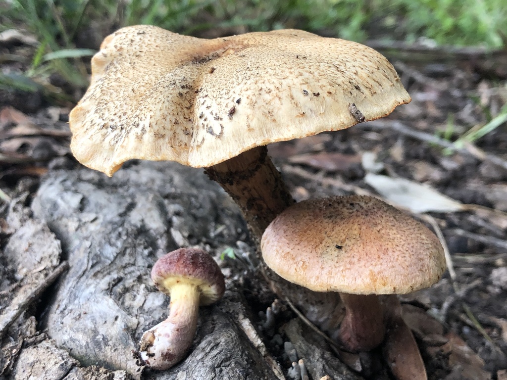 Gymnopilus dilepis · March 2025 · photo: © samb0 (iNaturalist, cc-by)