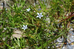 Gentianeae