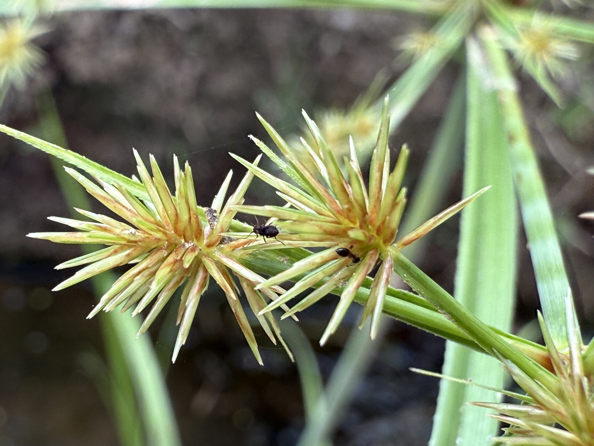 Cyperus compactus — ảnh 2