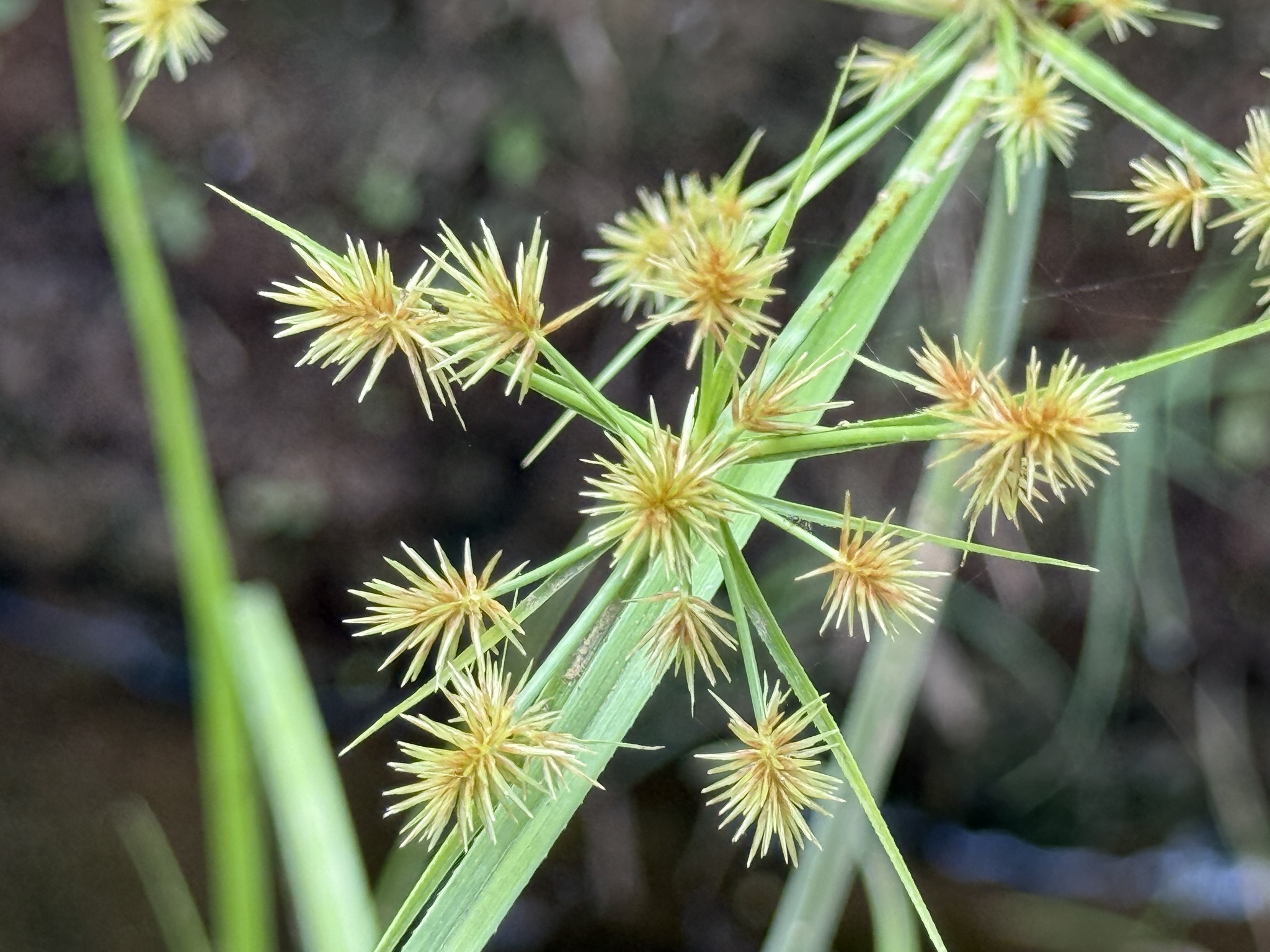 Cyperus compactus — ảnh 3