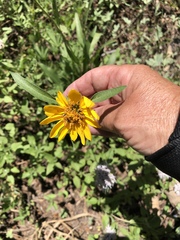 Helianthella