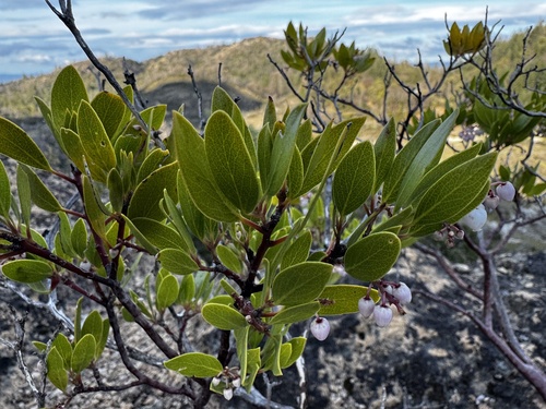 Arctostaphylos stanfordiana, photograph 2