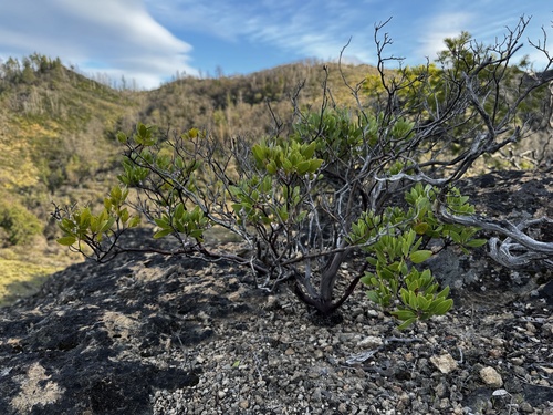 Arctostaphylos stanfordiana, photograph 3