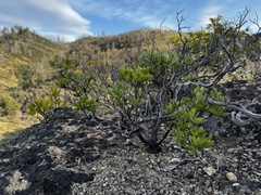 Arctostaphylos stanfordiana, photograph (c) wonton_soup, some rights reserved (CC BY)