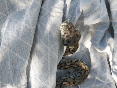 Coastal Carpet Python sighting