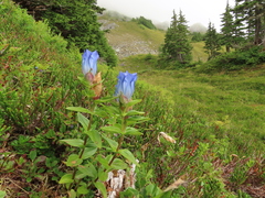 Gentiana platypetala