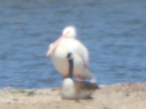 iNaturalist observation photo of American White Pelican