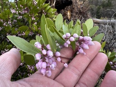 Arctostaphylos stanfordiana