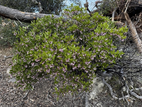 Arctostaphylos stanfordiana, photograph 1