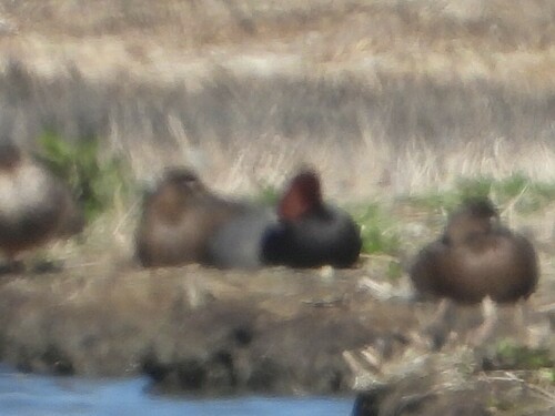 iNaturalist observation photo of Redhead