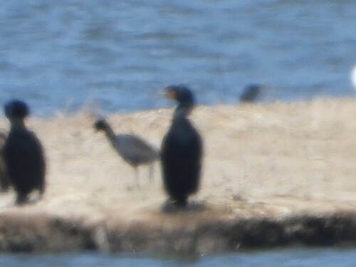 iNaturalist observation photo of Double-crested Cormorant
