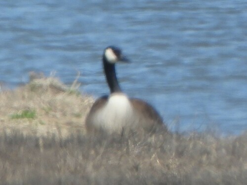 iNaturalist observation photo of Canada Goose