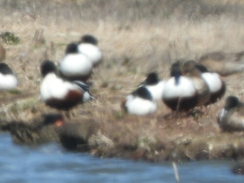 iNaturalist observation photo of Northern Shoveler