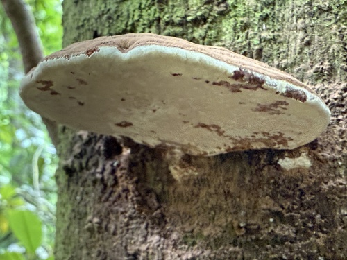 Ganoderma applanatum